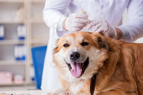 Doctor Examining Golden Retriever Dog In Vet Clinic Stock Photo