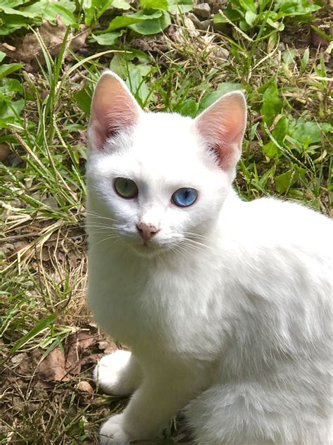 pin by adriana musgrave on kitties cat with blue eyes white ragdoll cat white cats
