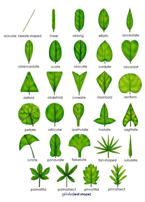 Leaf Shape Plant Classification Botany Leaf Identification