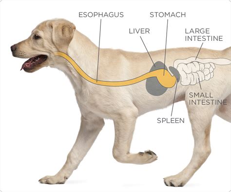 What Your Dog Wishes You Knew About The Canine Stomach Diamond Care