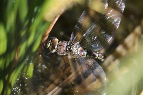 Female Dragonflies Play Dead To Escape Stalking Males Live Science