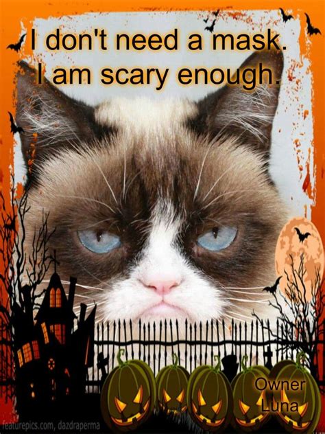 Grumpy Cat Halloween Funny Grumpy Cat Memes Grumpy Cat