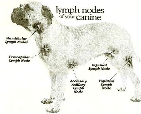 Canine Lymph Nodes Feel For Skin Tumors They Can Be Easily Felt
