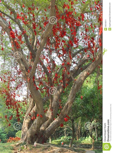 Tree Of Life And Happiness Stock Image Image Of Chinese 36016011