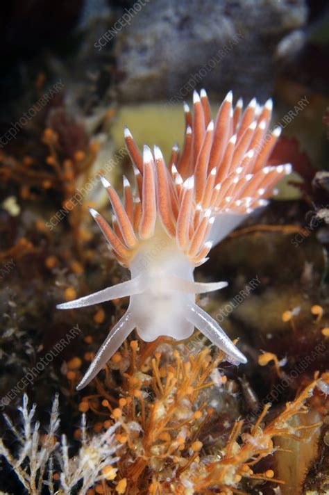 Nudibranch Eating Hydrozoa Stock Image C0043965 Science Photo