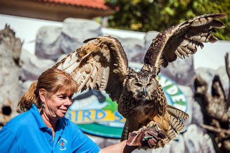 Fresno Chaffee Zoo - Winged Wonders Bird Show - Eurasian e… | Flickr