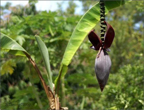 The plants are not actually trees lady finger bananas are propagated by dividing the rhizomes, or underground stems of the plant. Lady Finger Banana Plant - Plant & Nature Photos - Barbara ...