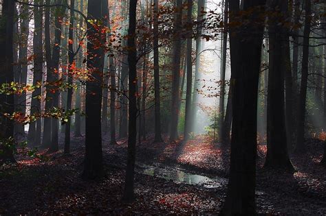 Landscape Nature Forest Mist Path Leaves Fall Sun