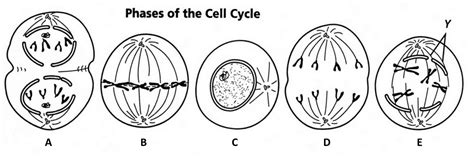Cellular Reproduction Interactive Worksheet By Megan Stanley Wizerme