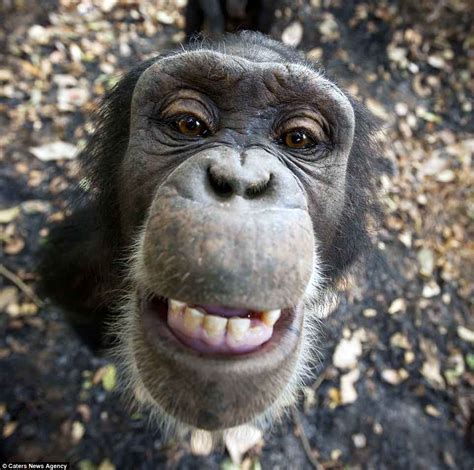 Adorable Chimps Seen In Stunning Pictures In Guinea Sanctuary Daily