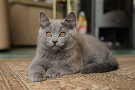Chartreux Cat Breed Information Pictures Characteristics And Facts