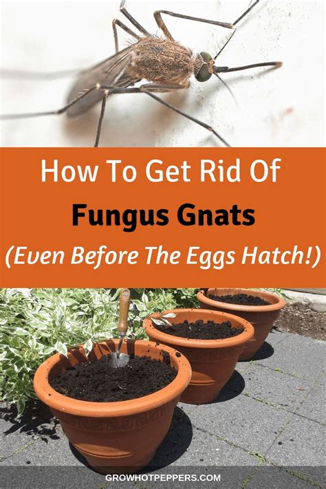 How To Get Rid Of Fungus Gnats In Plants Indoors And Outside Grow Hot