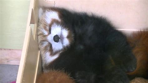 Sleeping Baby Red Pandas Youtube