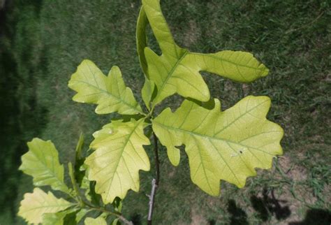 Persimmon trees are composed of oak wood. Why Are The Tree Leaves Turning Yellow?
