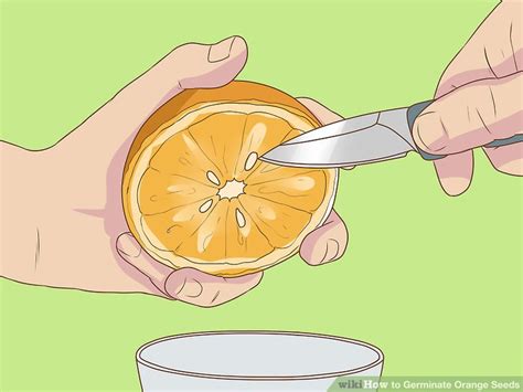 How To Germinate Orange Seeds 11 Steps With Pictures Wikihow