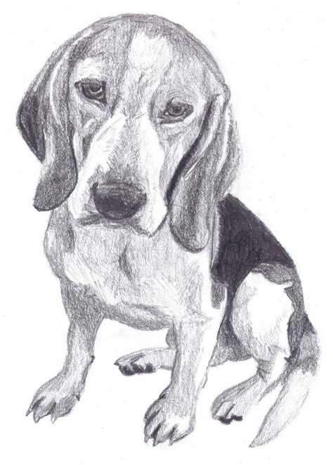 Realistic Beagle Puppy Drawing
