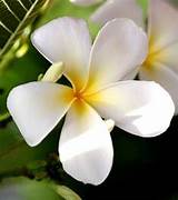 Images of Beautiful White Flowers