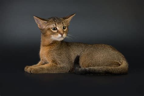 Chausie Cat Breed Information The Pedigree Paws