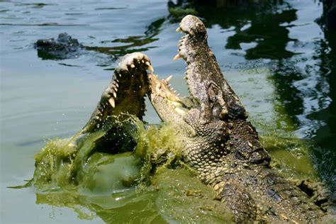 Discover The One Place On Earth That Crocodiles And Alligators Coexist