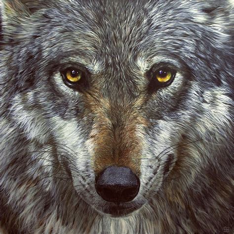 Mexican Gray Wolf (El Lobo) - Nayartist