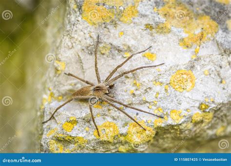 Solitary Hobo Spider Tegenaria Agrestis Stock Image Image Of