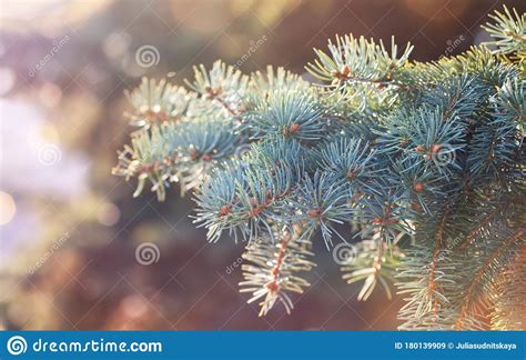 Green Branch Of Fir Tree In Beautiful Evening Light Image Of Young