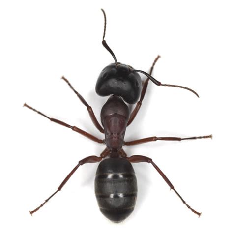 Carpenter Ant Identification And Habitat Carpenter Ant In Portland Or