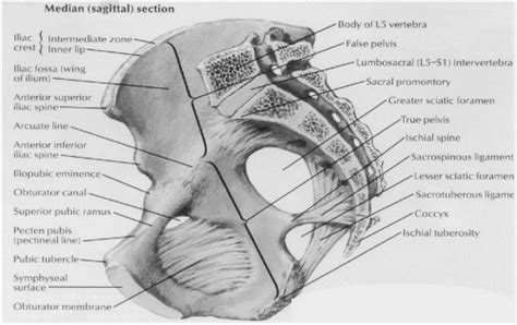 It is also helpful in posterior slings. Anatomy of the Pelvic Viscera | Abdominal Key