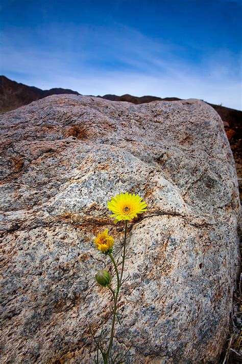 Desert Sunflower Photograph By Peter Tellone Fine Art America