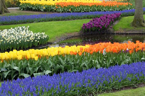 Colorful Flower Garden Free Stock Photo Public Domain Pictures