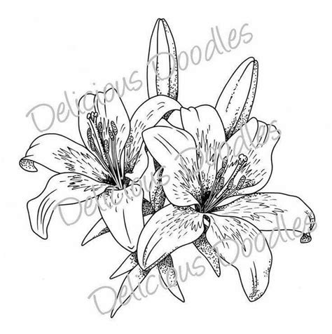 Pin By Melek Kanpara On Desen Lilies Drawing Flower Sketches Flower