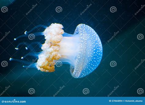 Several Jellyfishs Moving In Water Stock Photo Image Of Nature