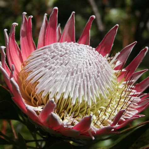The protea is south africa's national flower. Proteas Product Range | The Flower Company