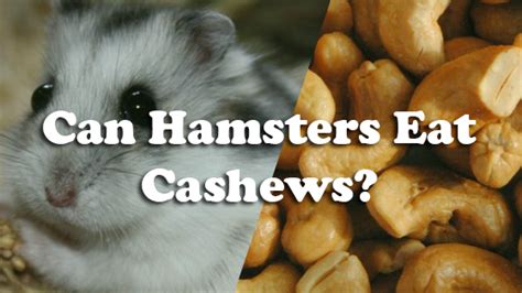 They can help boost bone strength, heart health, and others. can hamsters eat cashews | Pet Consider