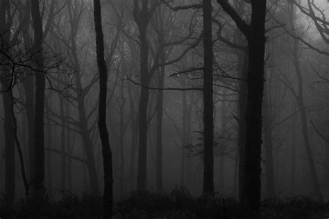 Top 999 Dark Forest Wallpaper Full Hd 4k Free To Use