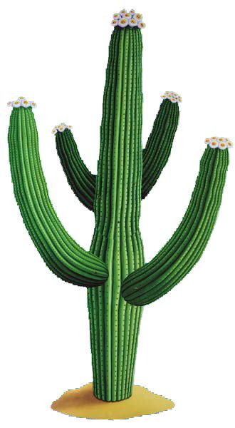 Cactus Vector Png