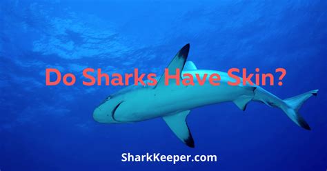 Do Sharks Have Skin Shark Keeper