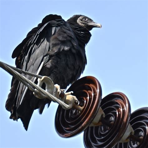Vulture Black Vulture Information For Kids