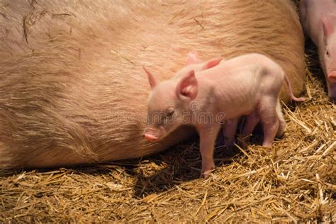 Pigs And Piglets On The Farm Stock Photo Image Of Lifestyles Farm