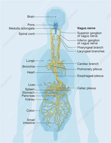 Vagus Nerve And Human Organs Illustration Stock Image F0357840