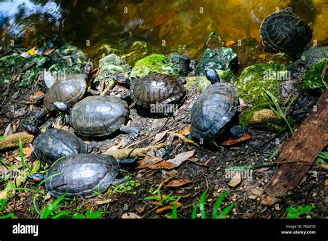 Florida Freshwater Turtle A Native Species To The Swamps And