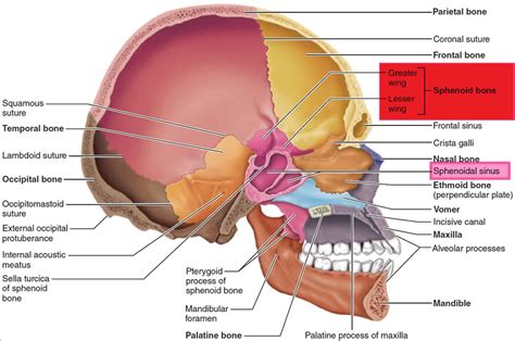 Sphenoid Bone Anatomy Function Parts Sphenoid Bone Fracture