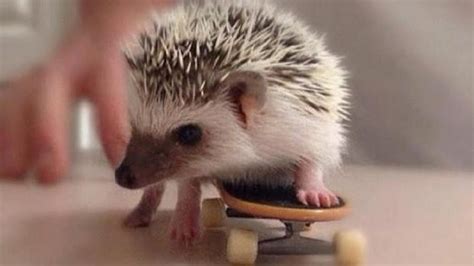 California has some of the toughest exotic pet laws in the country. Petition · The California Department of Fish and Game ...
