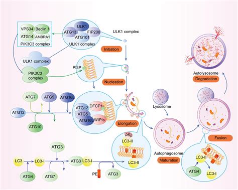 Frontiers The Role Of Autophagy In Gastric Cancer Chemoresistance