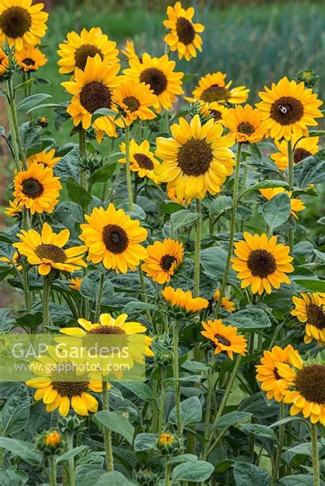 Sunflower Tanja F1 Stock Photo By Howard Rice Image 0646604