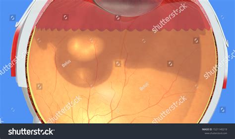 Eye Anatomy Sclera Retina Choroid Vitreous Stock Illustration