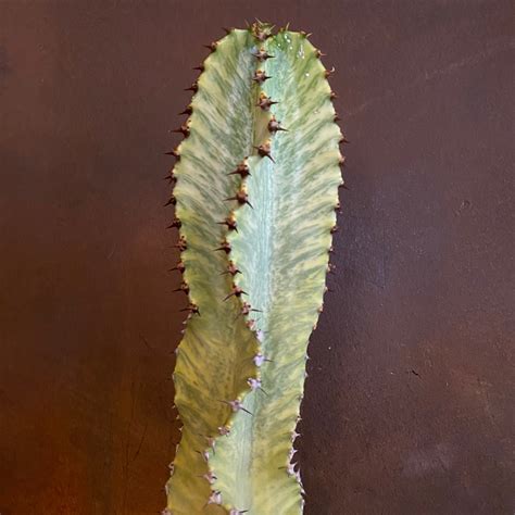 Euphorbia Ingens ‘variegata Grow Urban