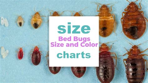 How Big Can Bed Bugs Be And What Color Size