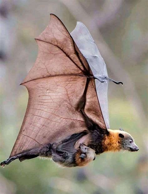 The Grey Headed Flying Fox Is Distinguished From Other Flying Fox