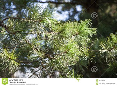 Branch Of Pine Tree Stock Photo Image Of Needle Pine 85556878
